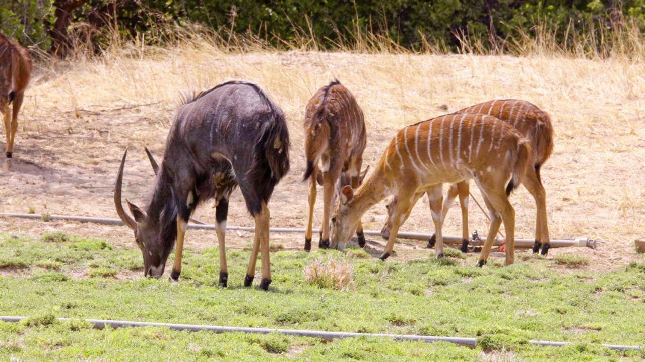 Uitkyk Guest Farm Hotel Usakos Eksteriør billede